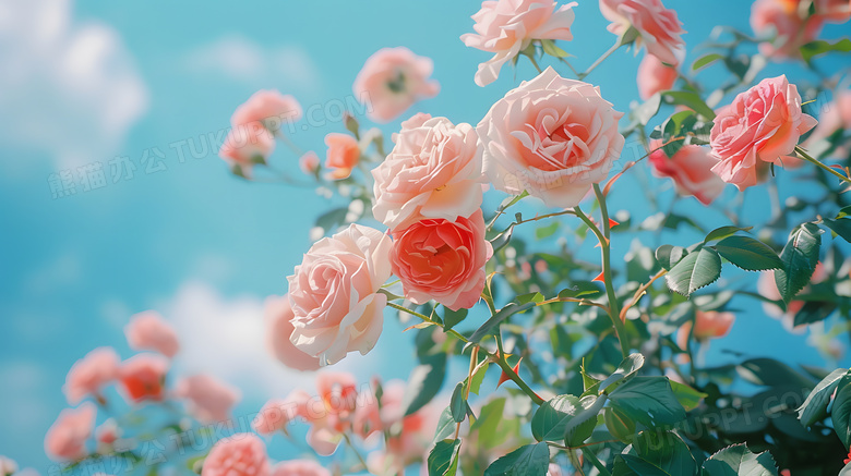 玫瑰花海粉红色唯美清新高清图片