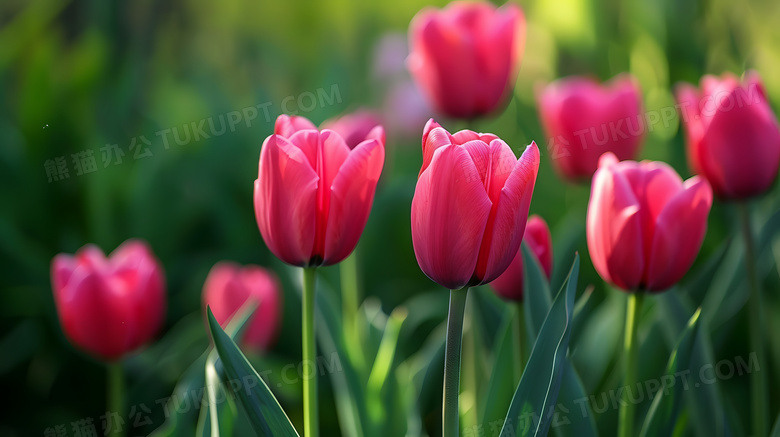 郁金香粉红色花朵高清图片