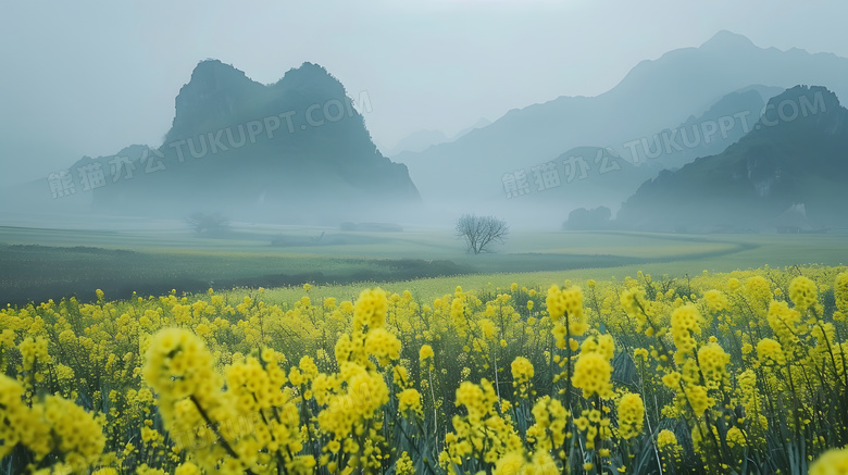 油菜花田地花朵高清图片