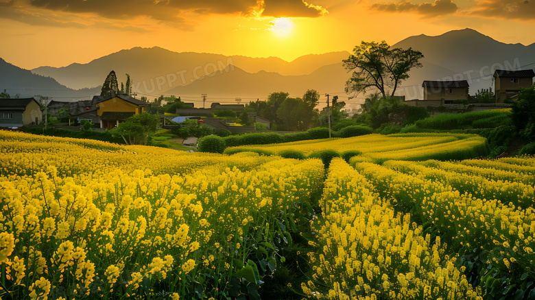 油菜花田地花朵高清图片