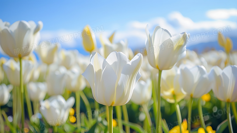 白色郁金香花朵高清图片