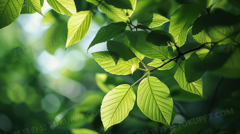 大自然植物绿叶图片