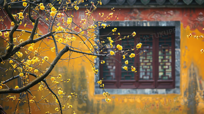 中国建筑窗户前的腊梅图片