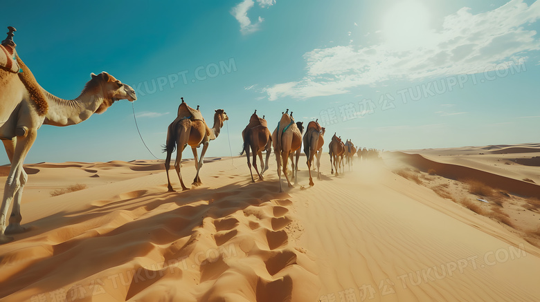 沙漠骆驼驼峰黄沙高清图片