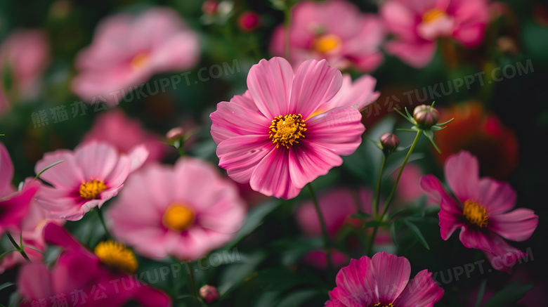 小雏菊近景小清新花朵花丛高清图片