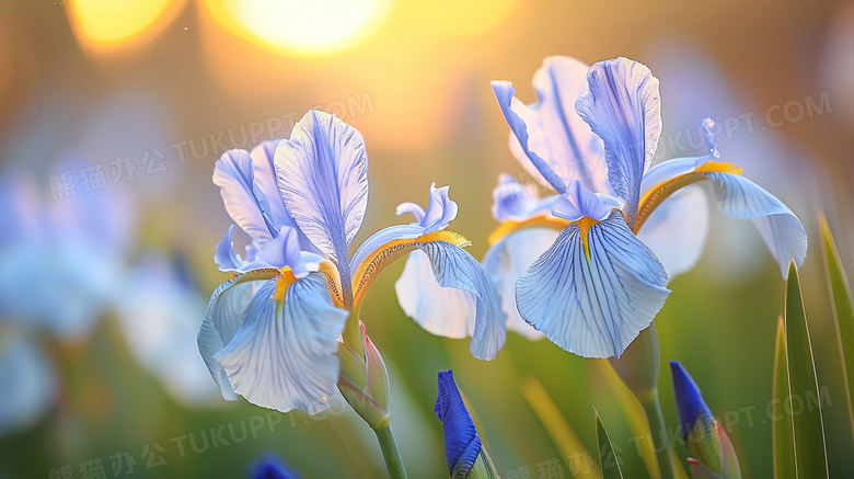 唯美花朵蓝花鸢尾图片