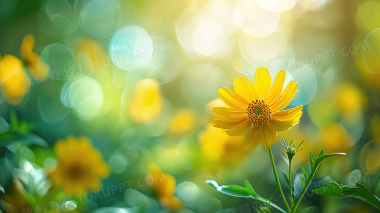 阳光下的花朵小雏菊图片