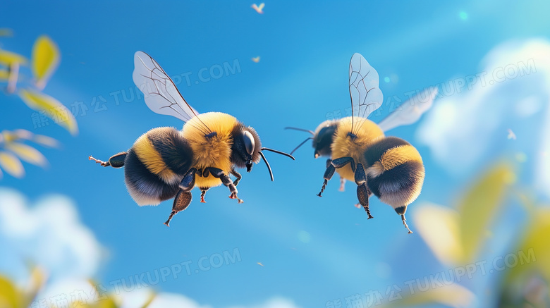 空中飞舞的两只蜜蜂图片