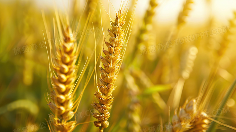 黄色稻田农作物麦穗图片