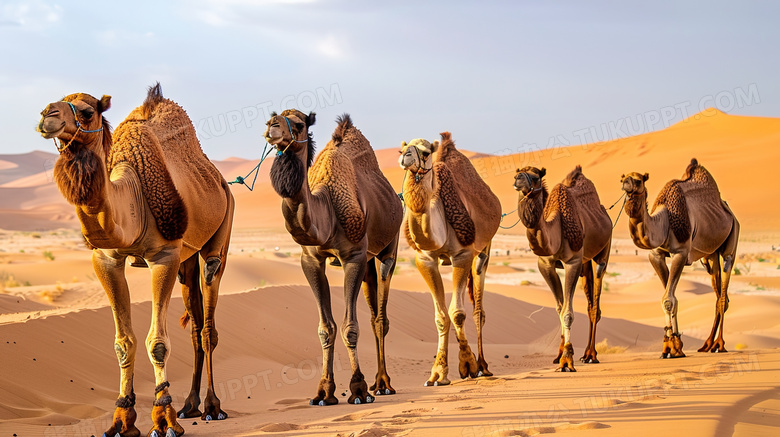 沙漠行走的骆驼队图片