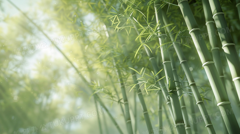夏季绿色光斑竹林图片
