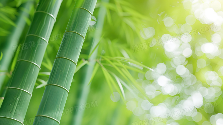 夏季绿色光斑竹林图片