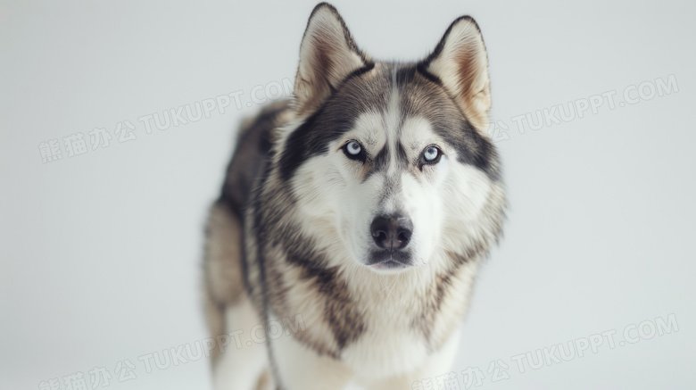 阿拉斯加雪橇犬摄影图片