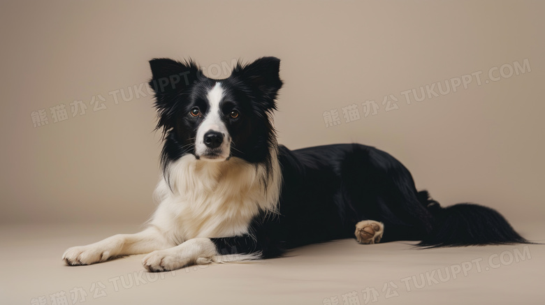 边境牧羊犬摄影图片