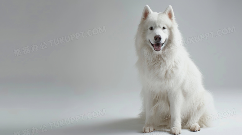 俄罗斯萨摩耶犬摄影图片