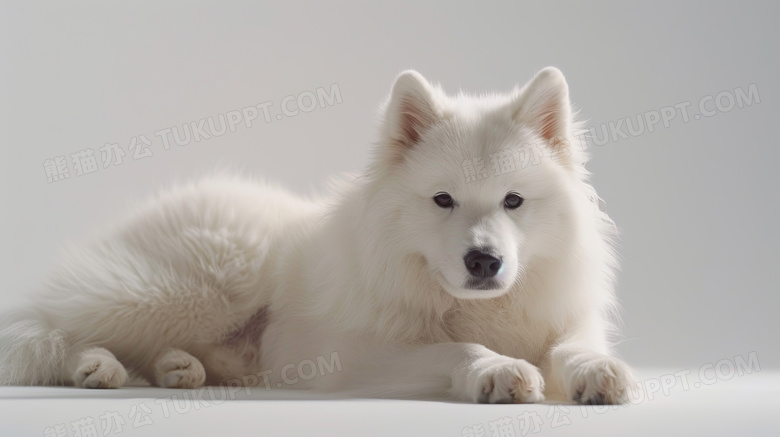 俄罗斯萨摩耶犬摄影图片