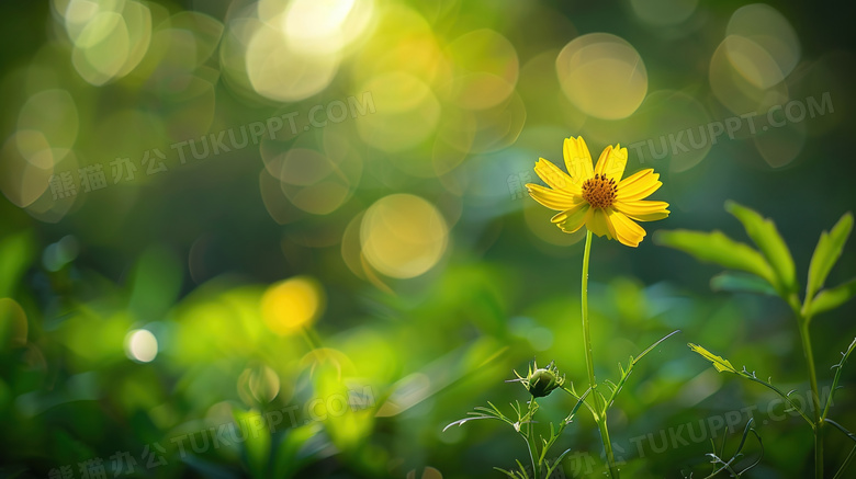 夏季小黄花野花自然风景图片