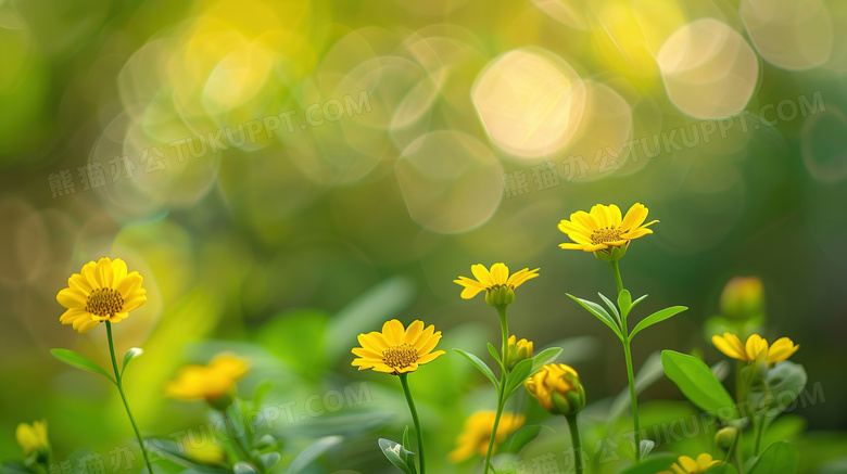 夏季小黄花野花自然风景图片