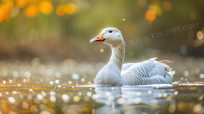 夏季水面上的鸭子图片