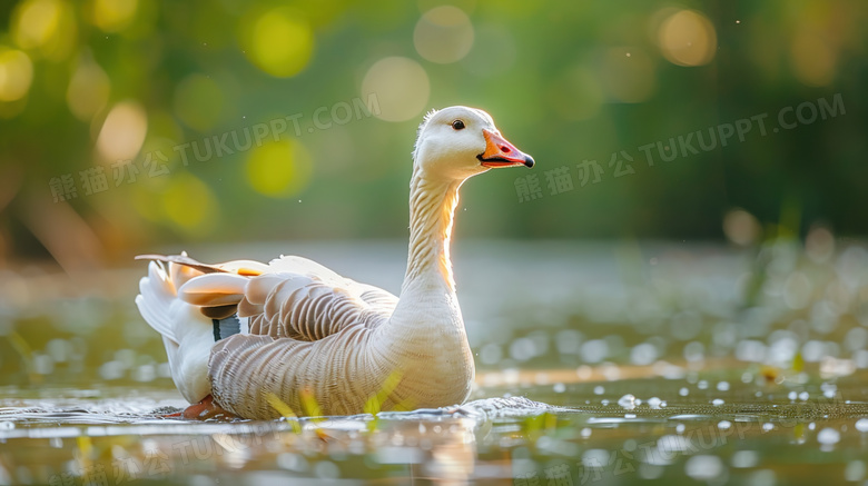 夏季水面上的鸭子图片