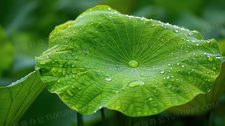 绿色夏季荷叶上的水珠图片