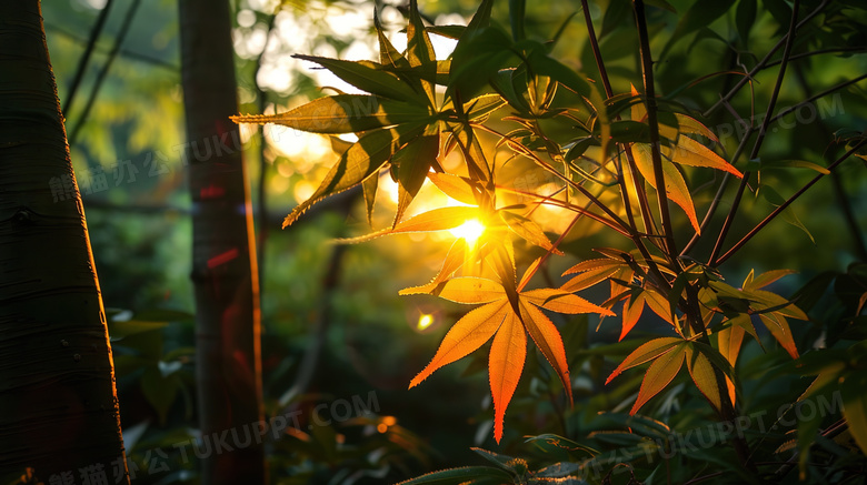 阳光照射在树叶上特写图片