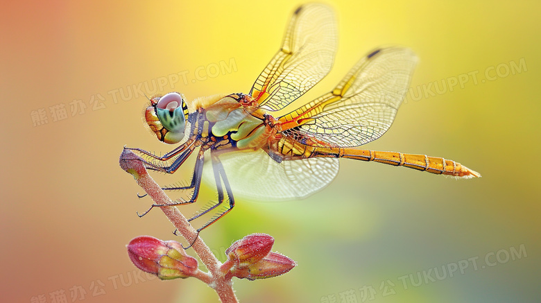 花枝上的昆虫蜻蜓图片