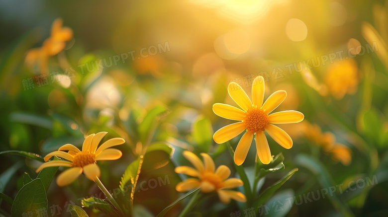阳光下的花朵小雏菊图片