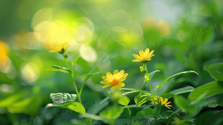 阳光下的花朵小雏菊图片