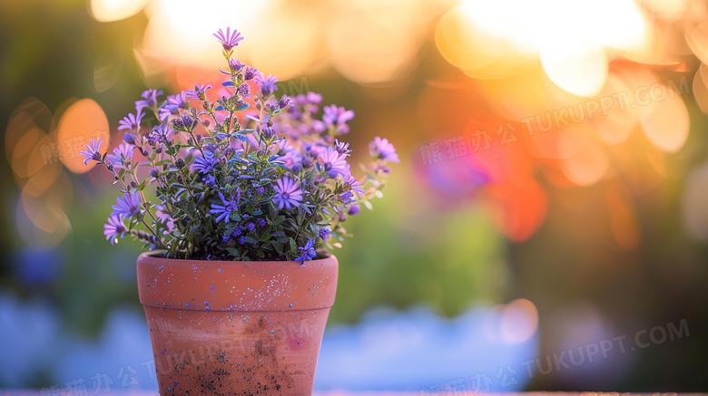 夏季植物盆栽紫色野花图片