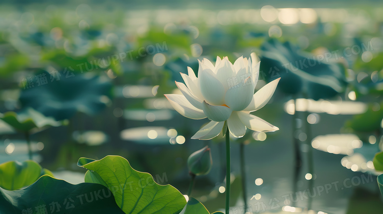 夏日池塘小清新荷花莲花特写高清图片