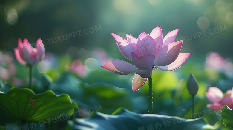 夏日池塘小清新荷花莲花特写高清图片