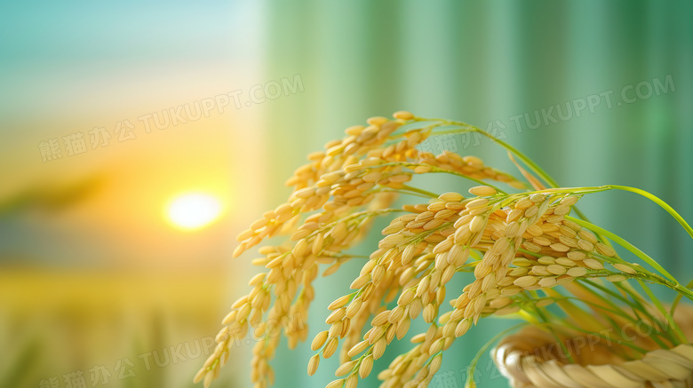 阳光下的水稻微距特写图片
