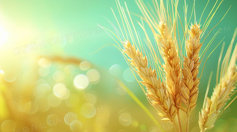 阳光下的小麦微距特写图片