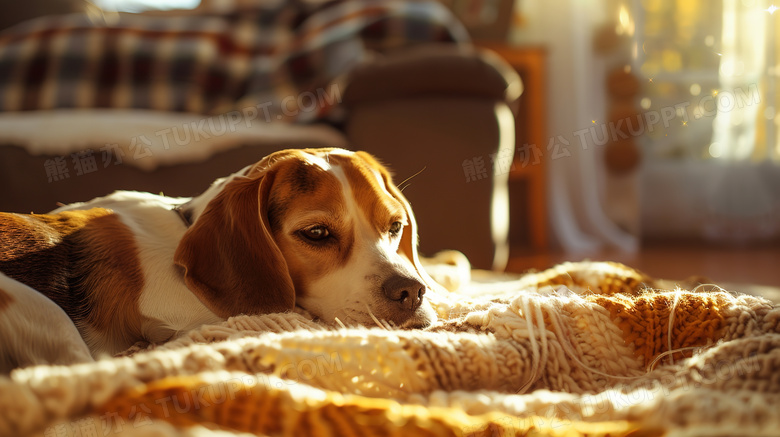 宠物狗狗比格犬图片