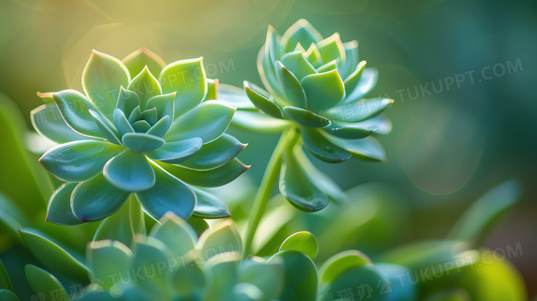 大自然环境中特写风景多肉植物图片