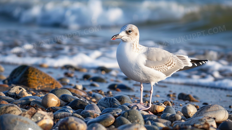 海边石头的海鸟海鸥图片