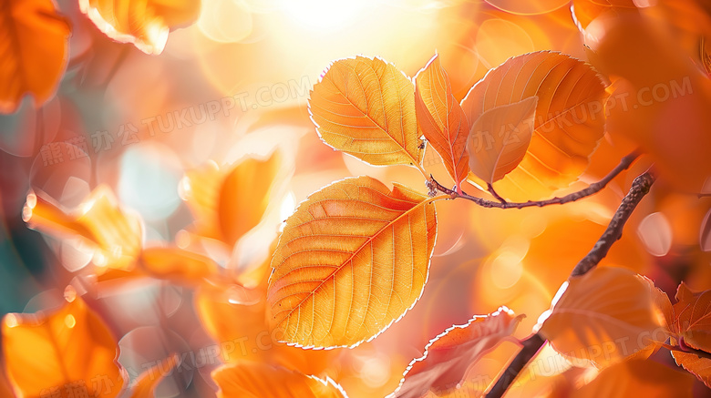 大自然秋季的黄色落叶图片