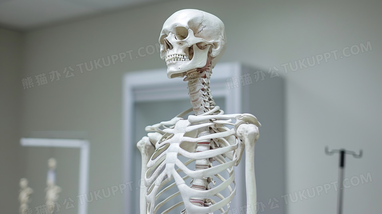医疗人体骨骼模型图片