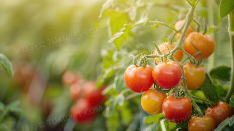 新鲜的果蔬西红柿图片