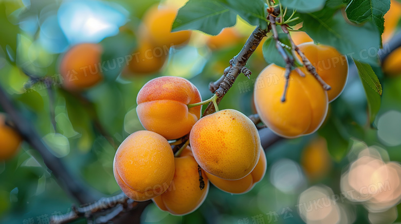 新鲜成熟水果杏子图片
