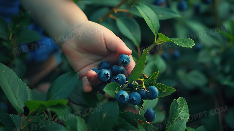 孩子的手正在摘蓝莓