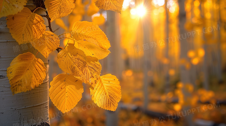 秋季树林缝隙阳光光束树叶特写图片