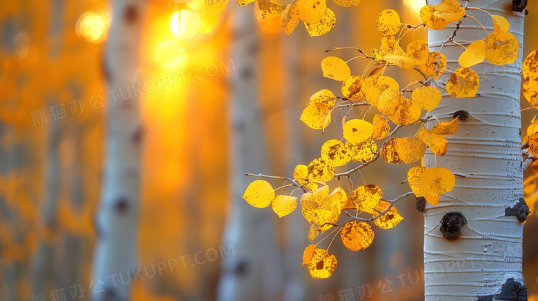 秋季树林缝隙阳光光束树叶特写图片