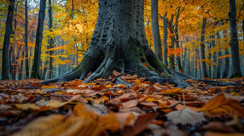 秋天落叶风景立秋图片