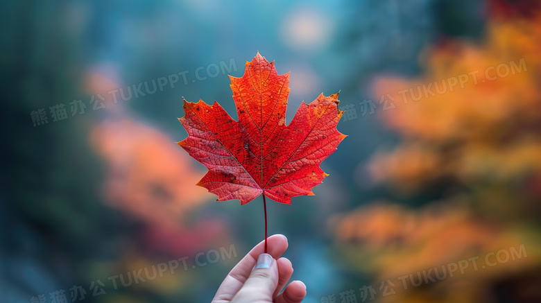 秋天树叶特写风景立秋图片