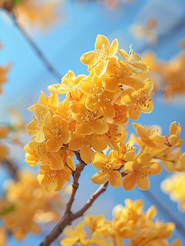 黄色花朵特写风景图片