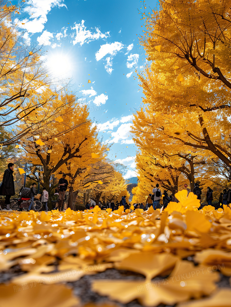 秋天公园的落叶图片