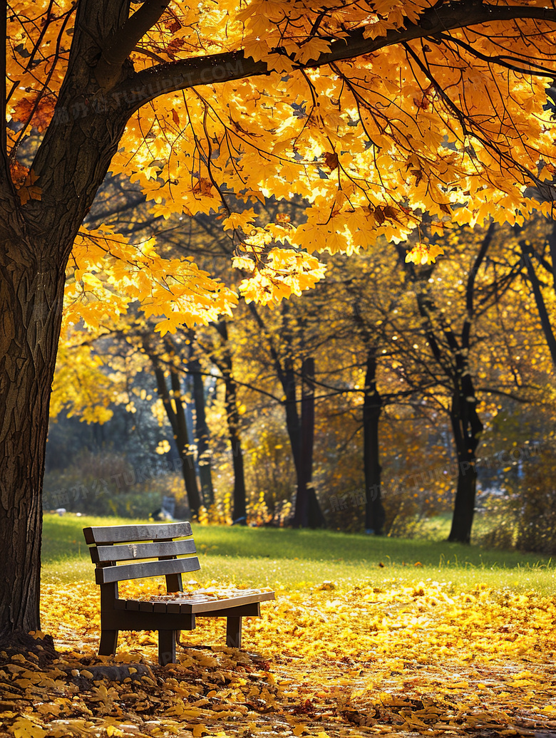 秋天的树和落叶风景立秋图片