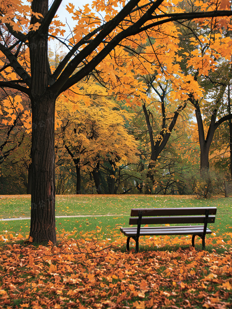 秋天的树和落叶风景图片